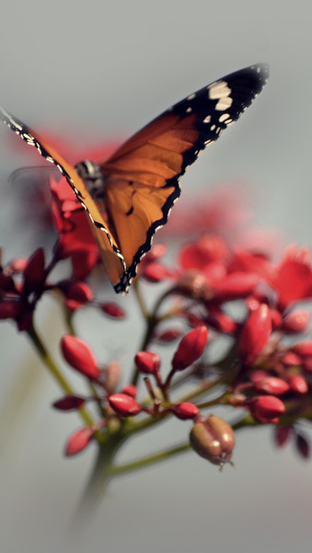 Butterfly Iphone Backgrounds - HD Wallpaper 