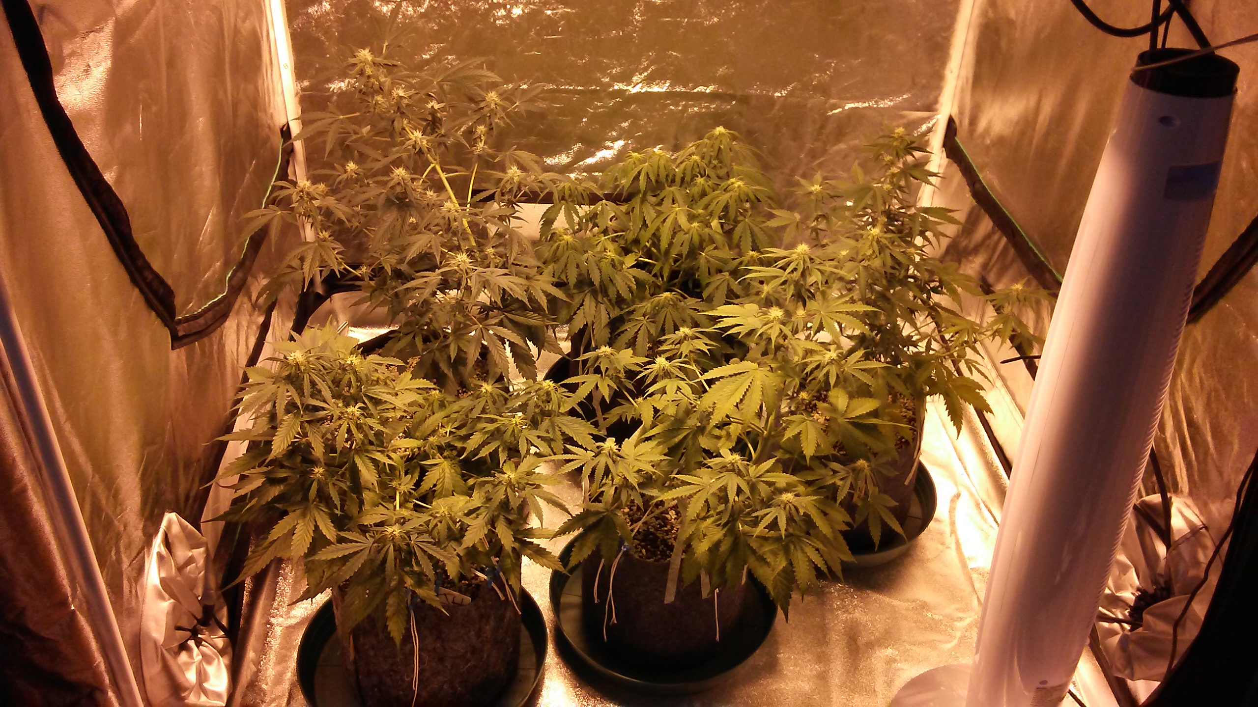 Houseplant - HD Wallpaper 