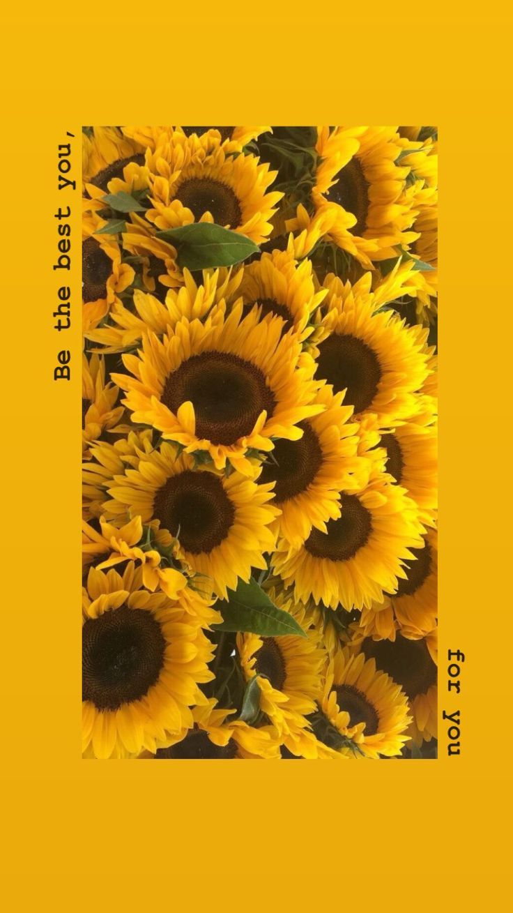 Aesthetic Wallpaper Yellow Sunflower - HD Wallpaper 