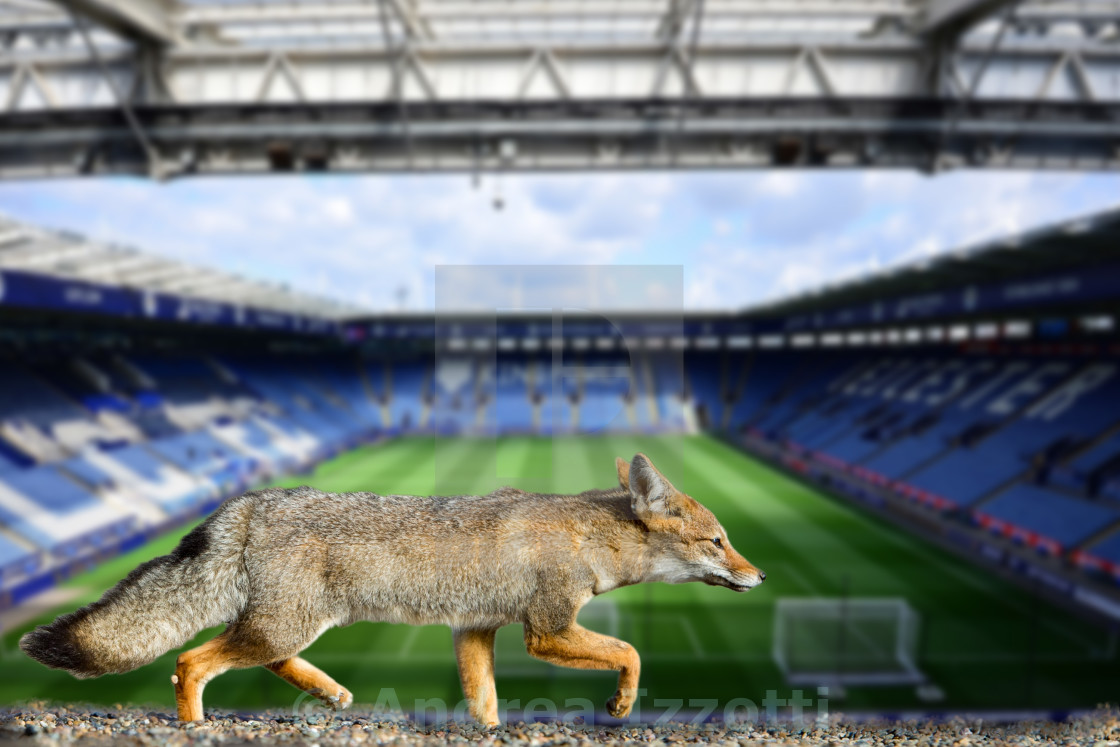 Real Fox Leicester City Football Club Wallpaper - Leicester City Fox Pixel - HD Wallpaper 