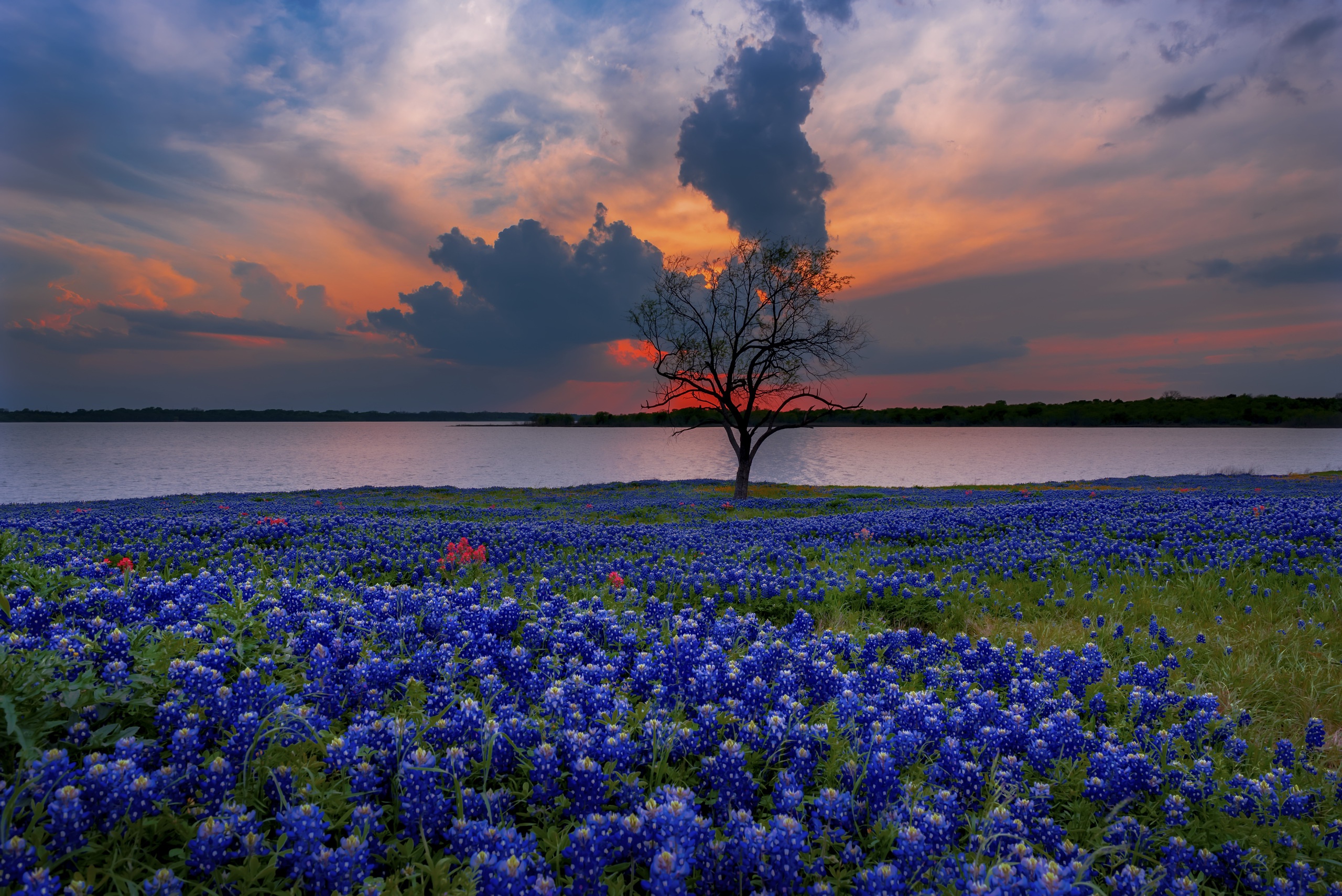 Texas Bluebonnet - HD Wallpaper 