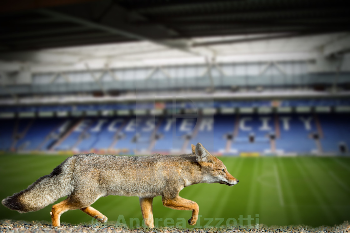 Real Fox Leicester City Football Club Wallpaper - Fox Leicester - HD Wallpaper 
