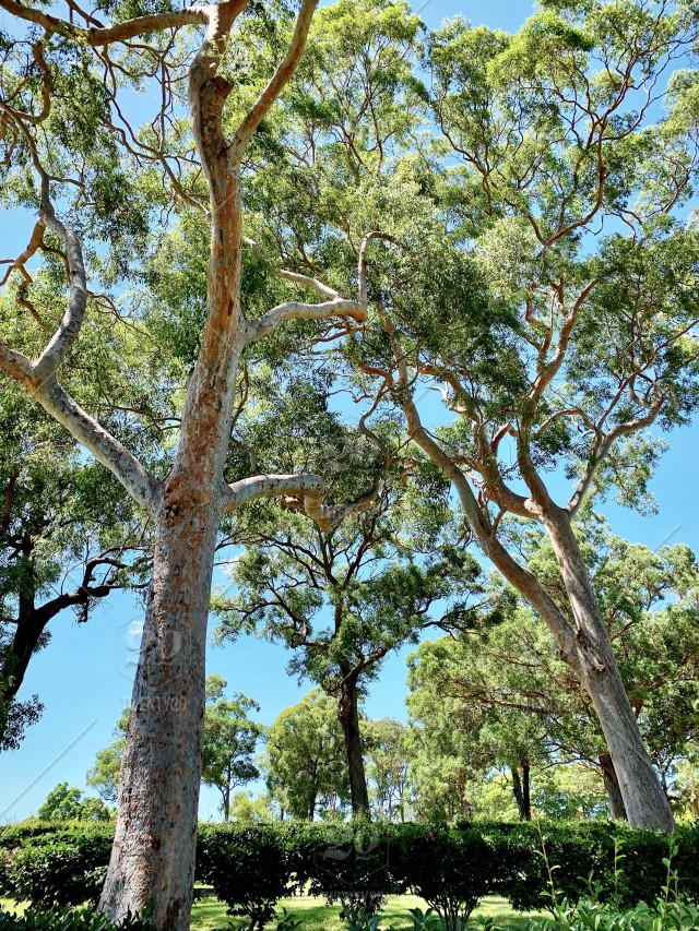 Garden With Gum Trees - HD Wallpaper 