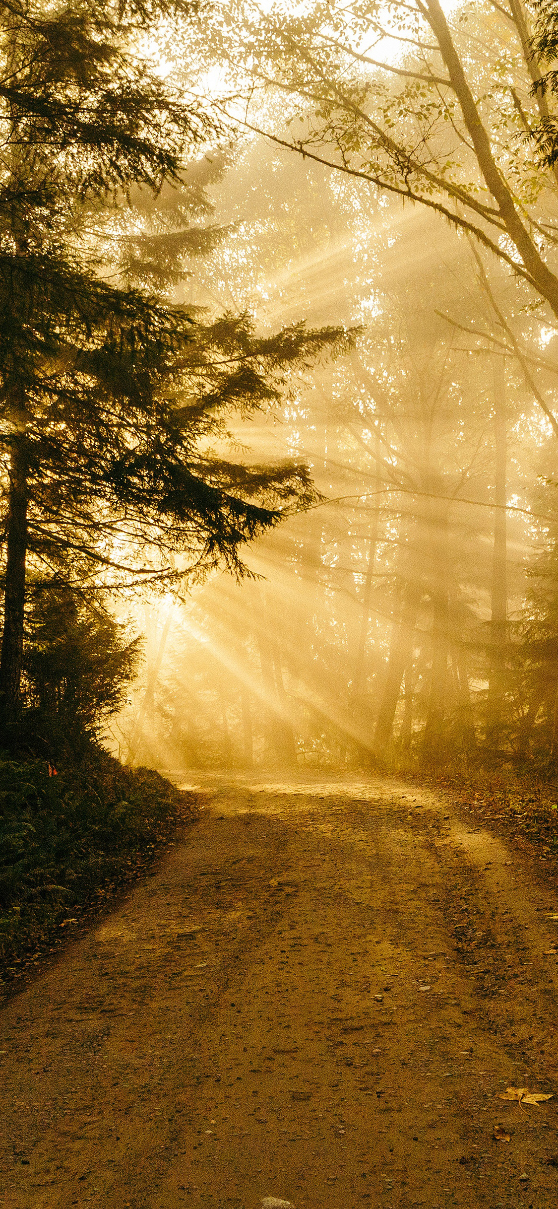 Gold Wallpaper Iphone 7 Plus - HD Wallpaper 