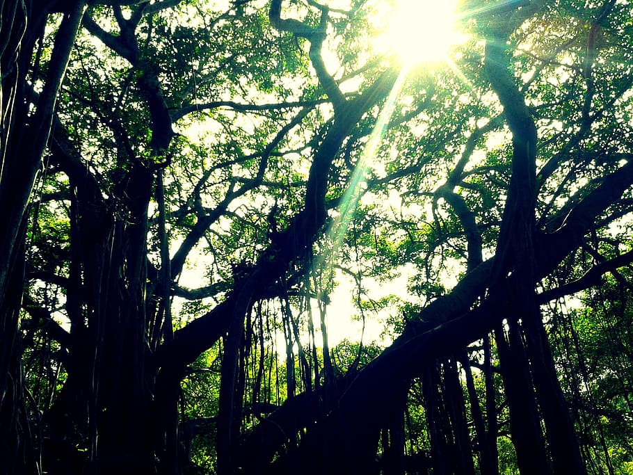 Canopy, Tyndall Effect, Sunrays, Forest, Trees, Plant, - Tyndall Effect Hd - HD Wallpaper 