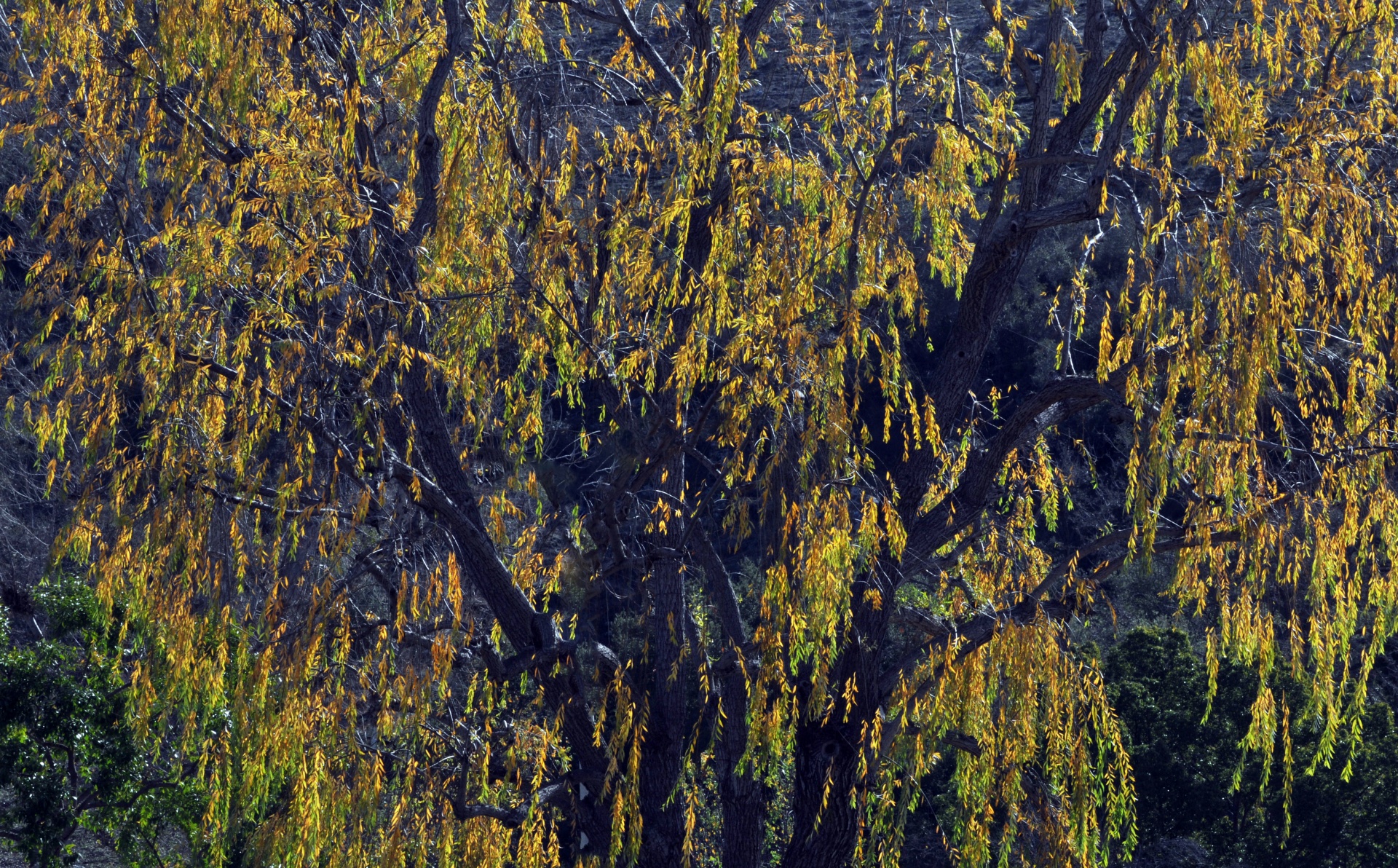 Background Wallpaper Tree Free Photo - Grove - HD Wallpaper 