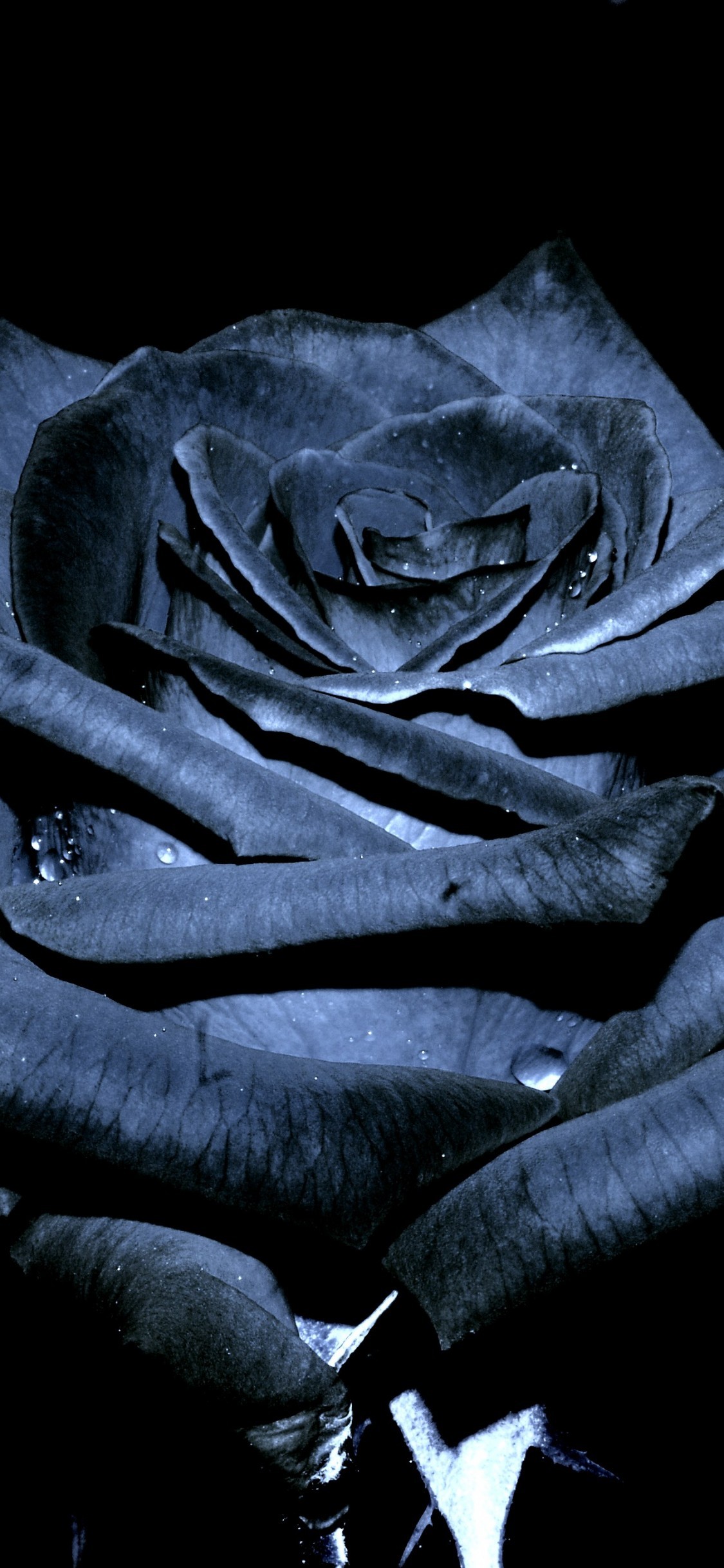 1125x2436, Download Black Rose Gold Nike, Black Rose - Black Rose - HD Wallpaper 