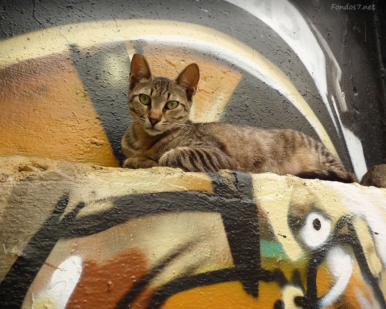 Http - //3 - Bp - Blogspot - Gatos En Hd %25281%2529 - Domestic Short-haired Cat - HD Wallpaper 