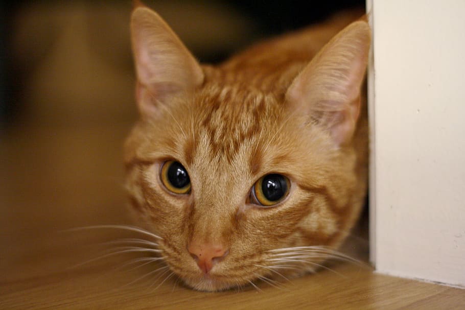 Arabian Mau - HD Wallpaper 