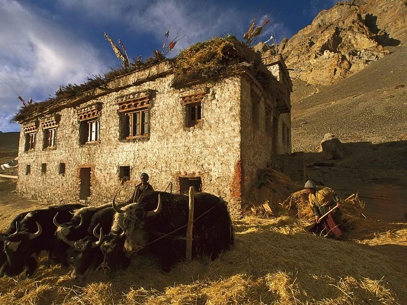 Thrashing Barley In Ladakh India Wallpaper - Houses Of Leh And Ladakh - HD Wallpaper 