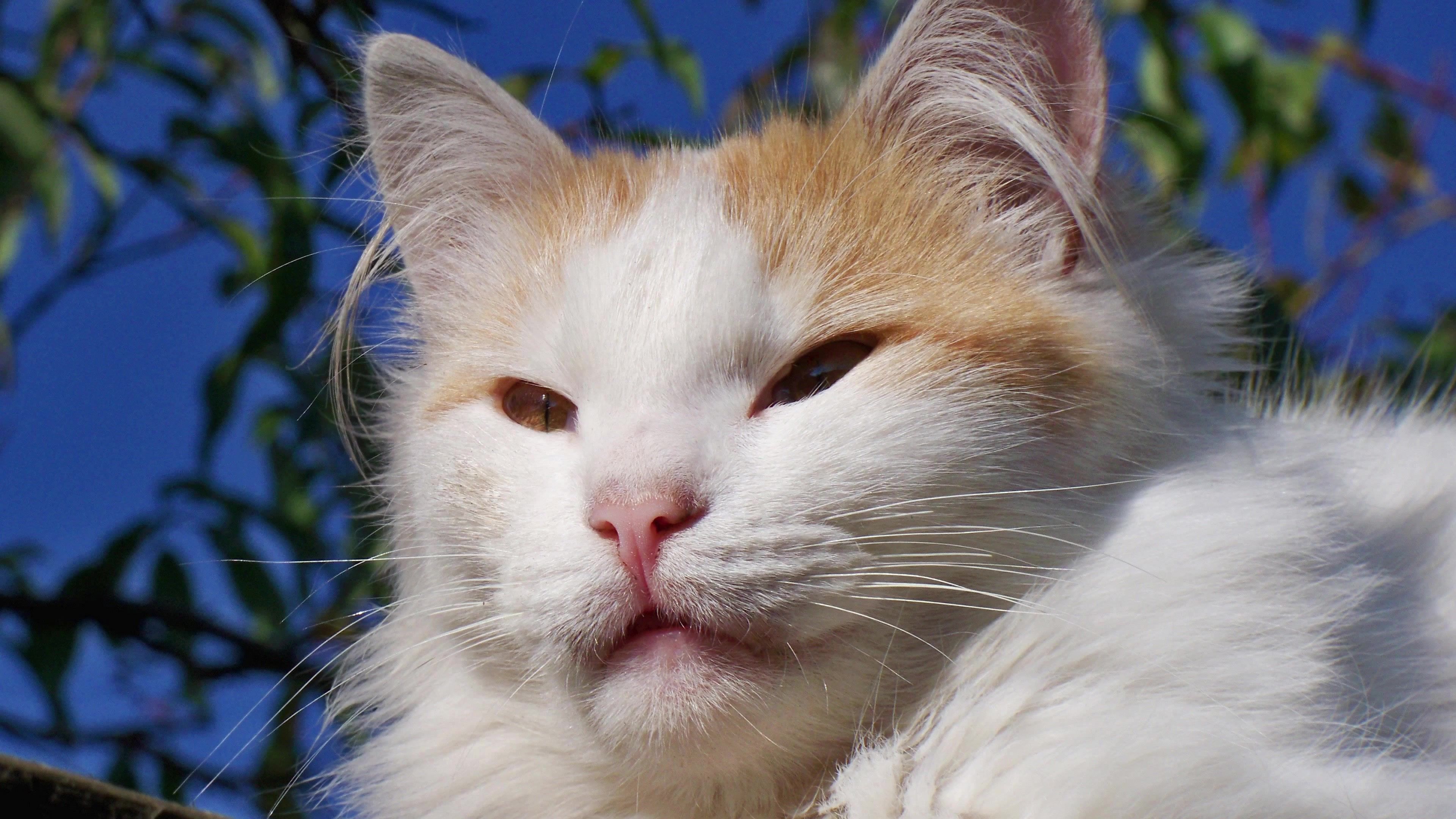 Domestic Short-haired Cat - HD Wallpaper 