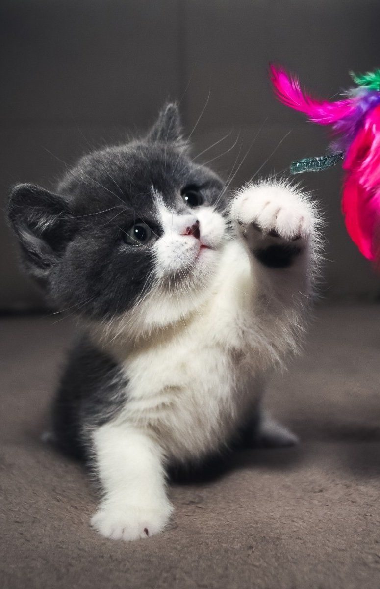 Imagens Lindas Para Produzir Seu Smartphone - Baby Cats Gray And White - HD Wallpaper 