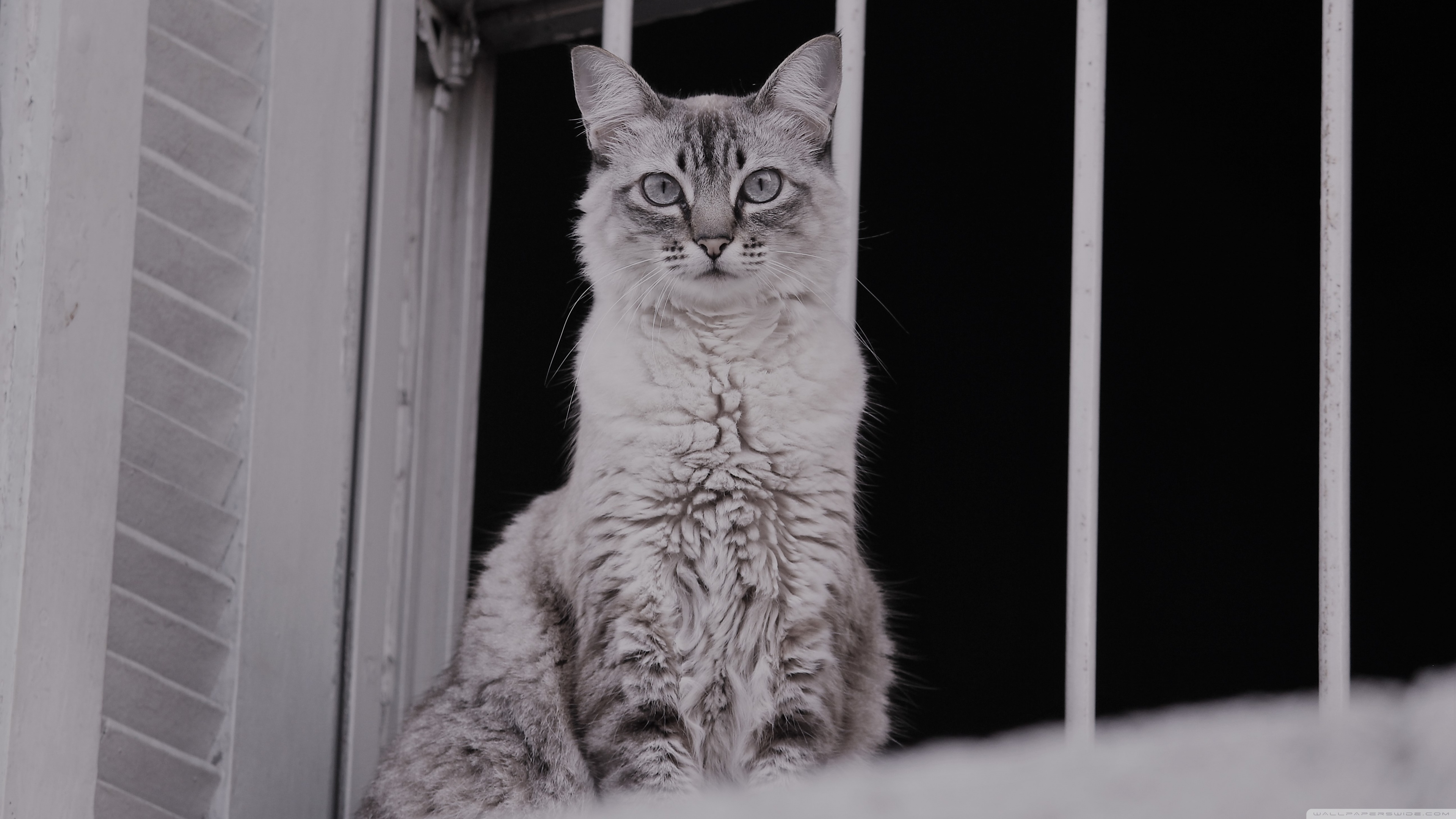 Ultra-high-definition Television - HD Wallpaper 