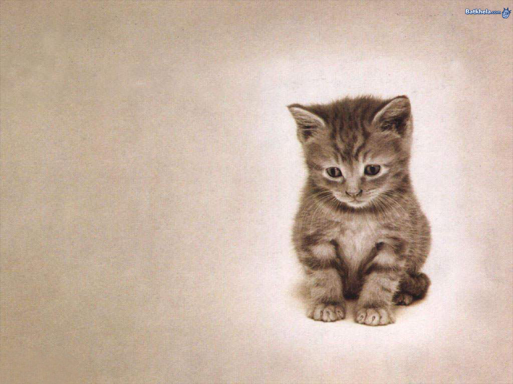 So Freakin Cute - Надо Вовремя Остановиться - HD Wallpaper 
