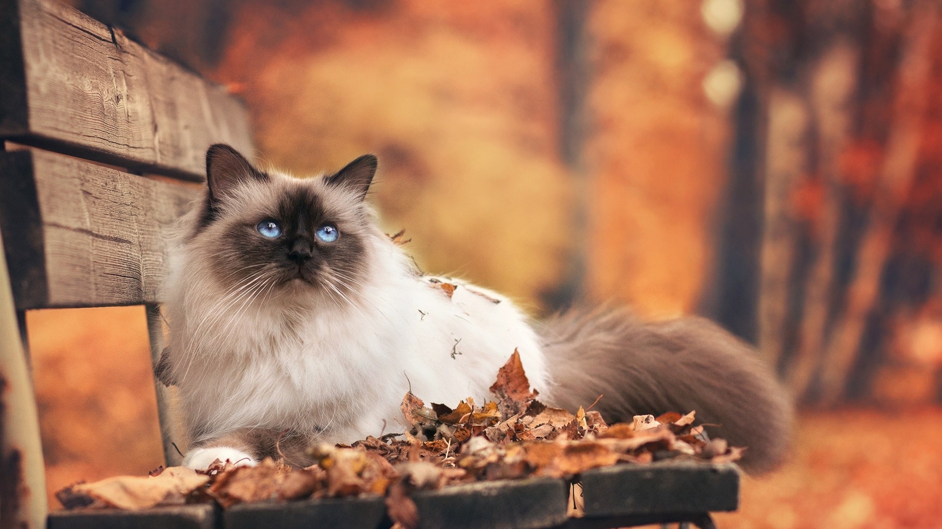 Cat In The Fall - HD Wallpaper 