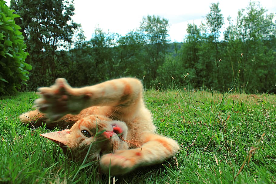 Puerto Varas, Chile, Gatos, Sur De Chile, Cats, Juegos, - Grass - HD Wallpaper 