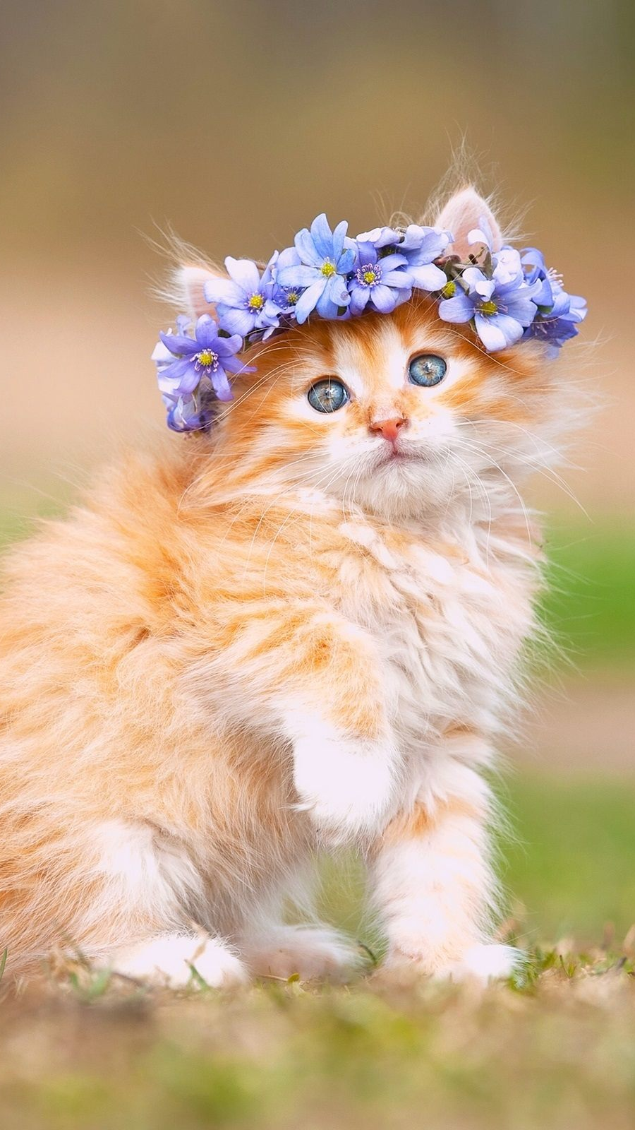 Cute Persian Cat Wallpaper Hd - 900x1600 Wallpaper Cute Persian Cat Wallpaper Hd - 900x1600 Wallpaper