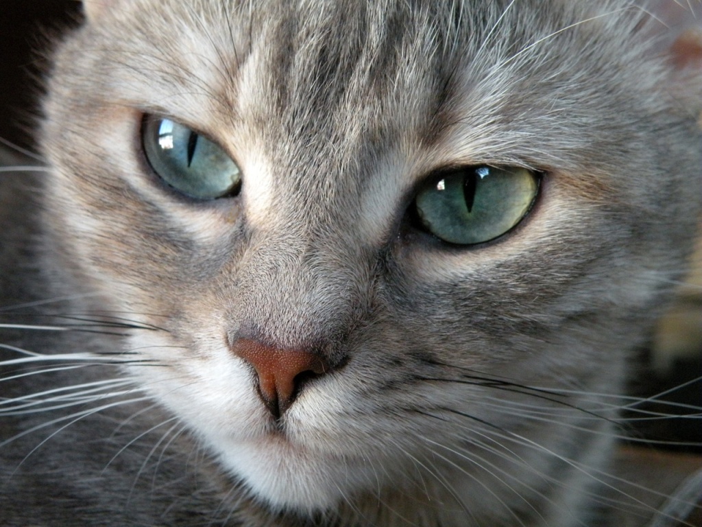 Gatos Con Ojos Grises - HD Wallpaper 