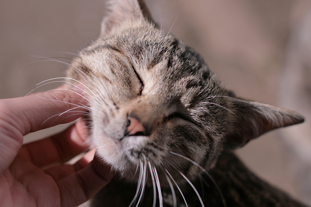 Moggy Cats - HD Wallpaper 
