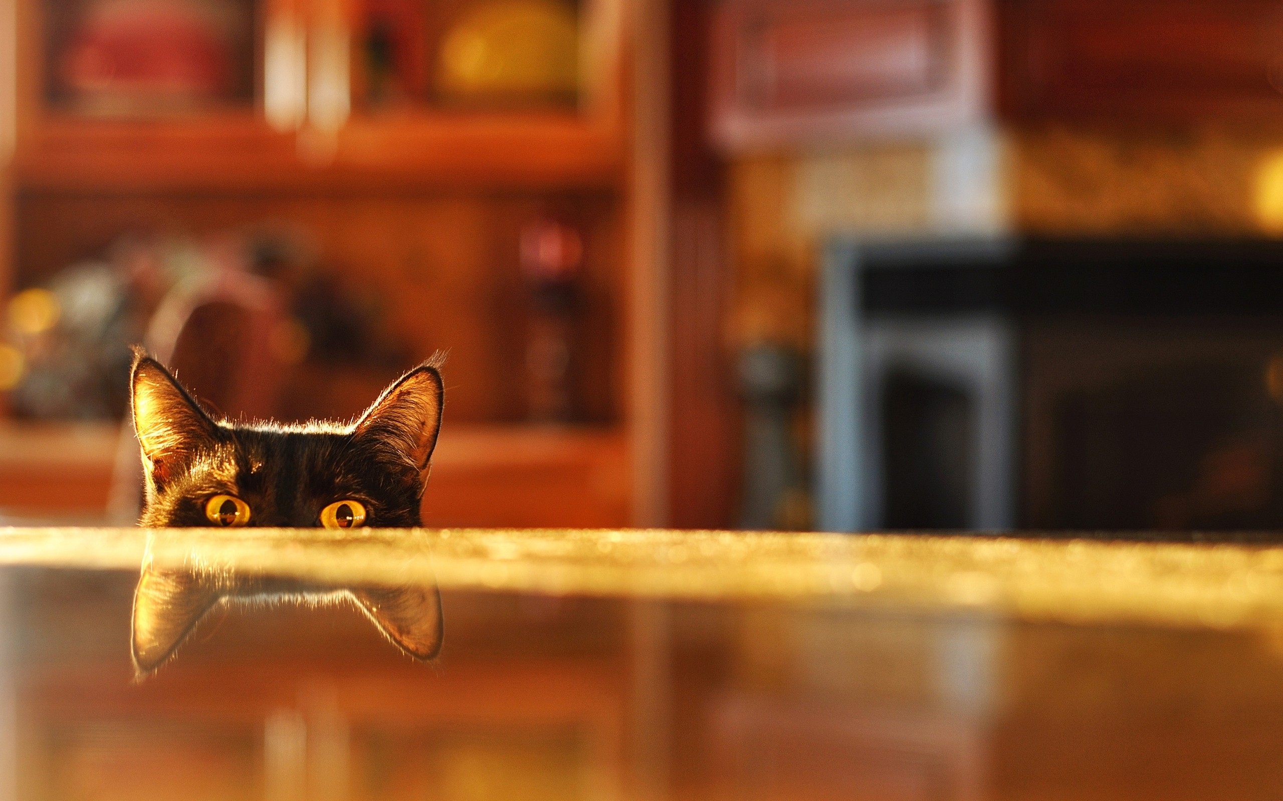 Depth Of Field Cat - HD Wallpaper 