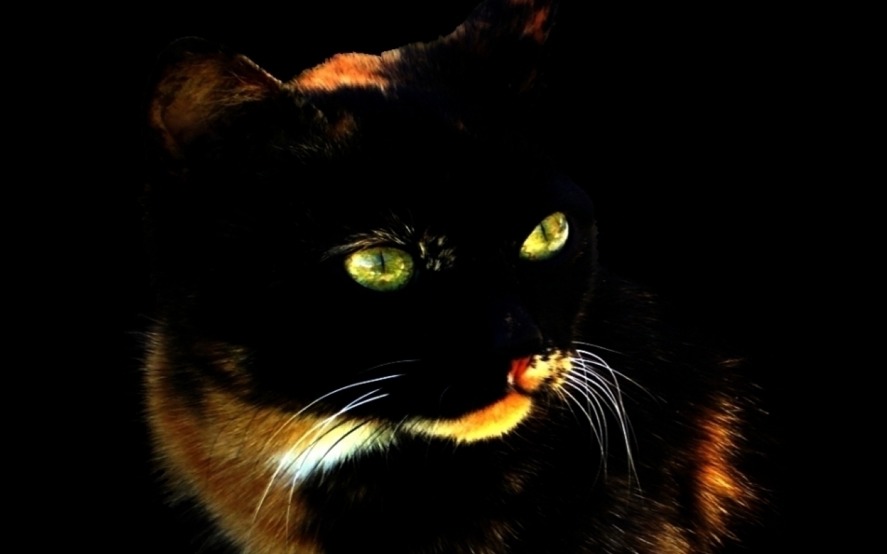 Beautiful Cat - Cat - HD Wallpaper 