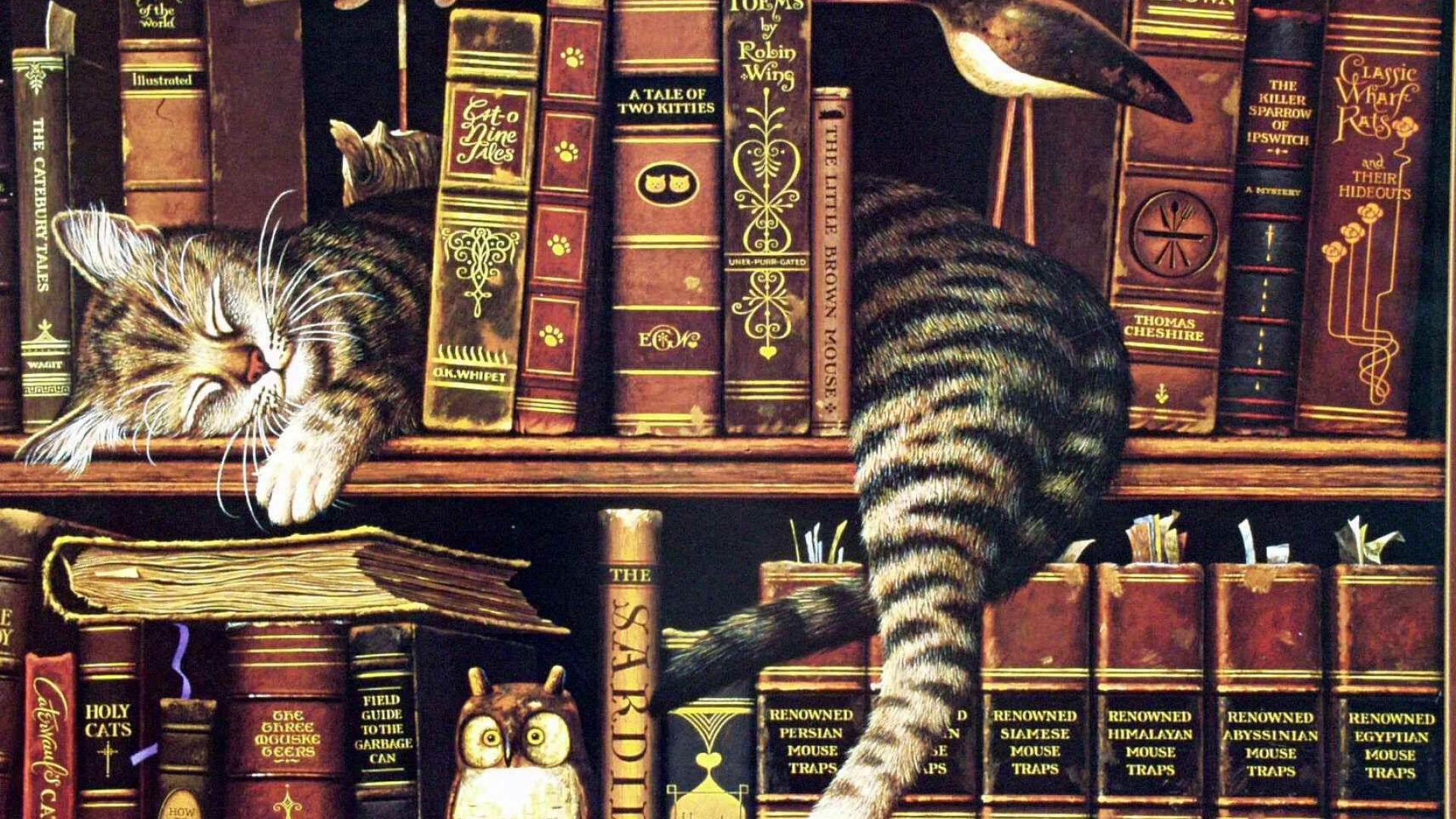 Library Cat Sleeping Bookshelf Books Tired Adorable - Library Art - HD Wallpaper 