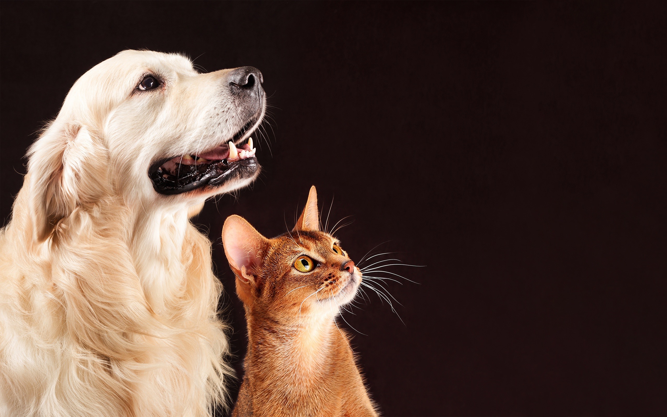 Wallpaper Dog And Cat, Friends, Pets - Golden Retriever Y Gato - HD Wallpaper 