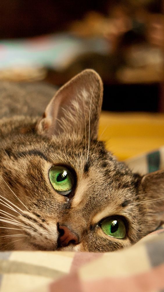 Imagens Lindas Para Produzir Seu Smartphone - True Love Animals Quotes - HD Wallpaper 