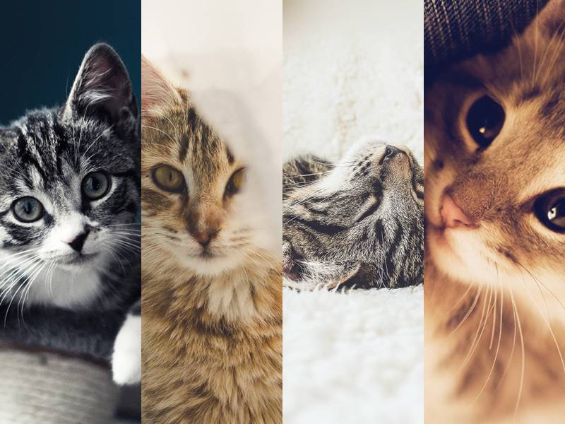 Imagens De Gatineos Lindos - Plano De Fundo Gatos - HD Wallpaper 