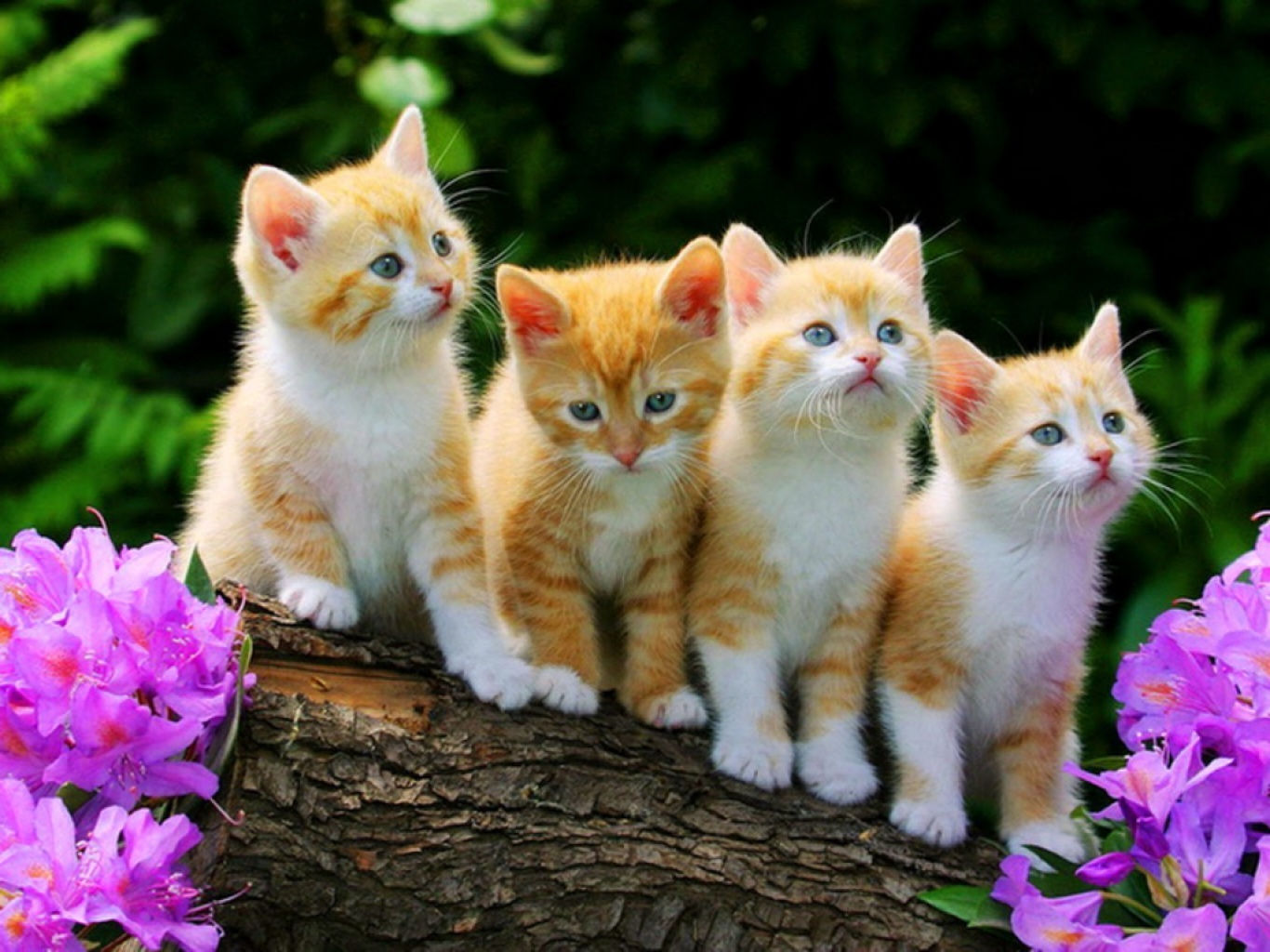 4 Gatos - Cute Kittys - HD Wallpaper 
