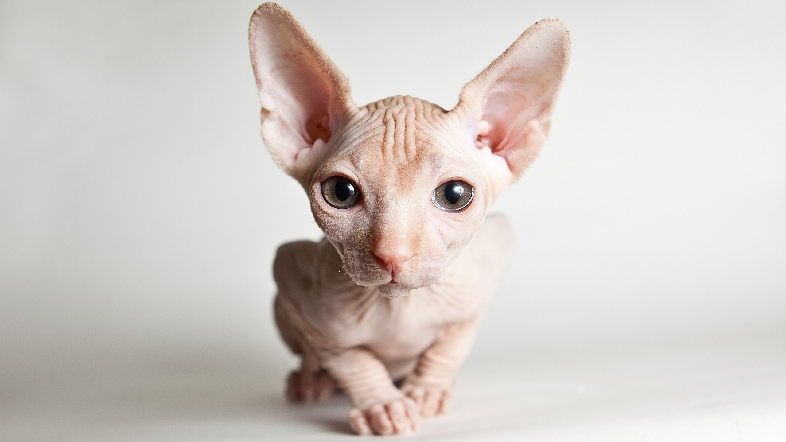 Sphynx Cat Front View - HD Wallpaper 