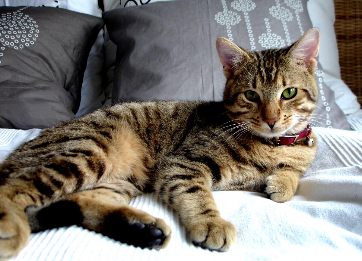 Gato Tumbado - Tabby Cats - HD Wallpaper 