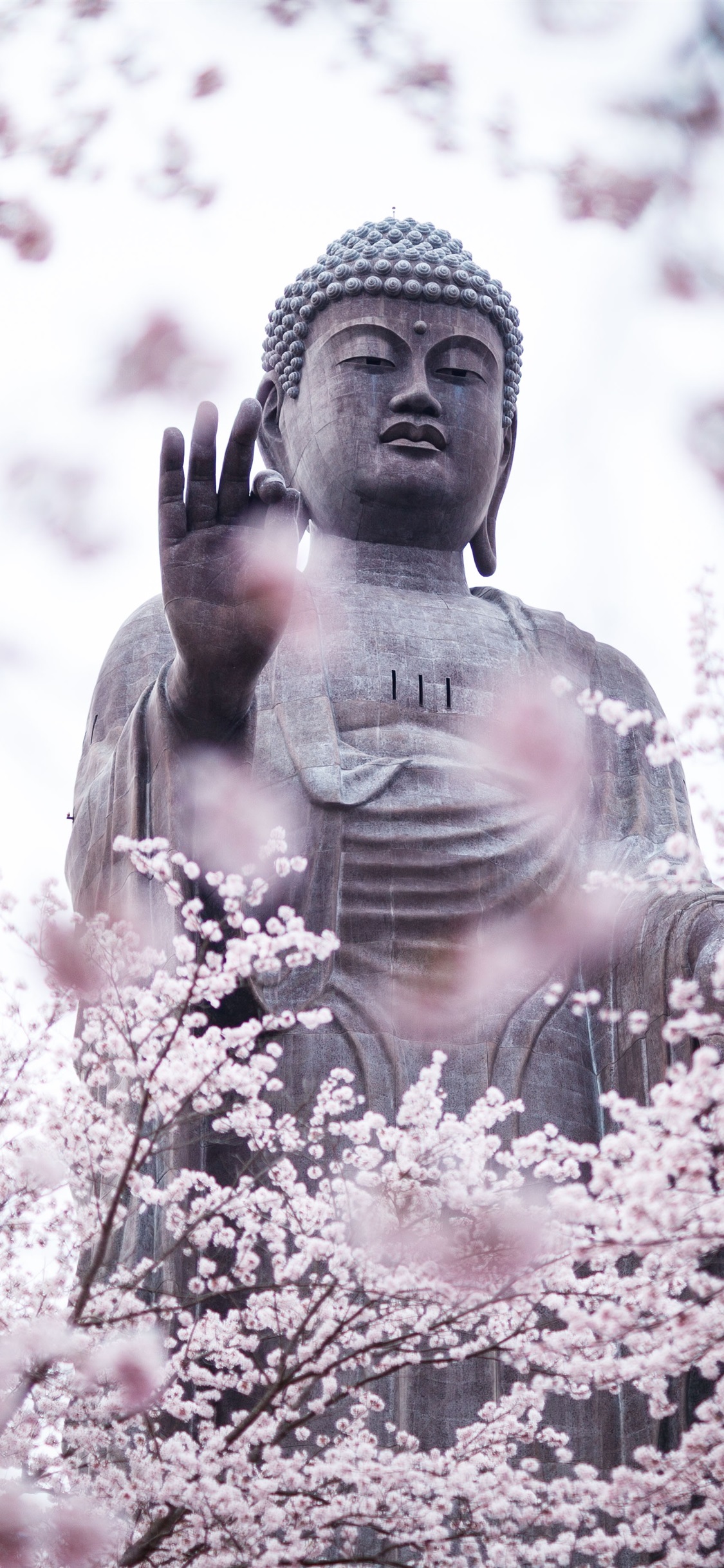 Iphone Wallpaper Cherry Blossoms, Buddha, Statue - Buddha With Cherry Blossoms - HD Wallpaper 