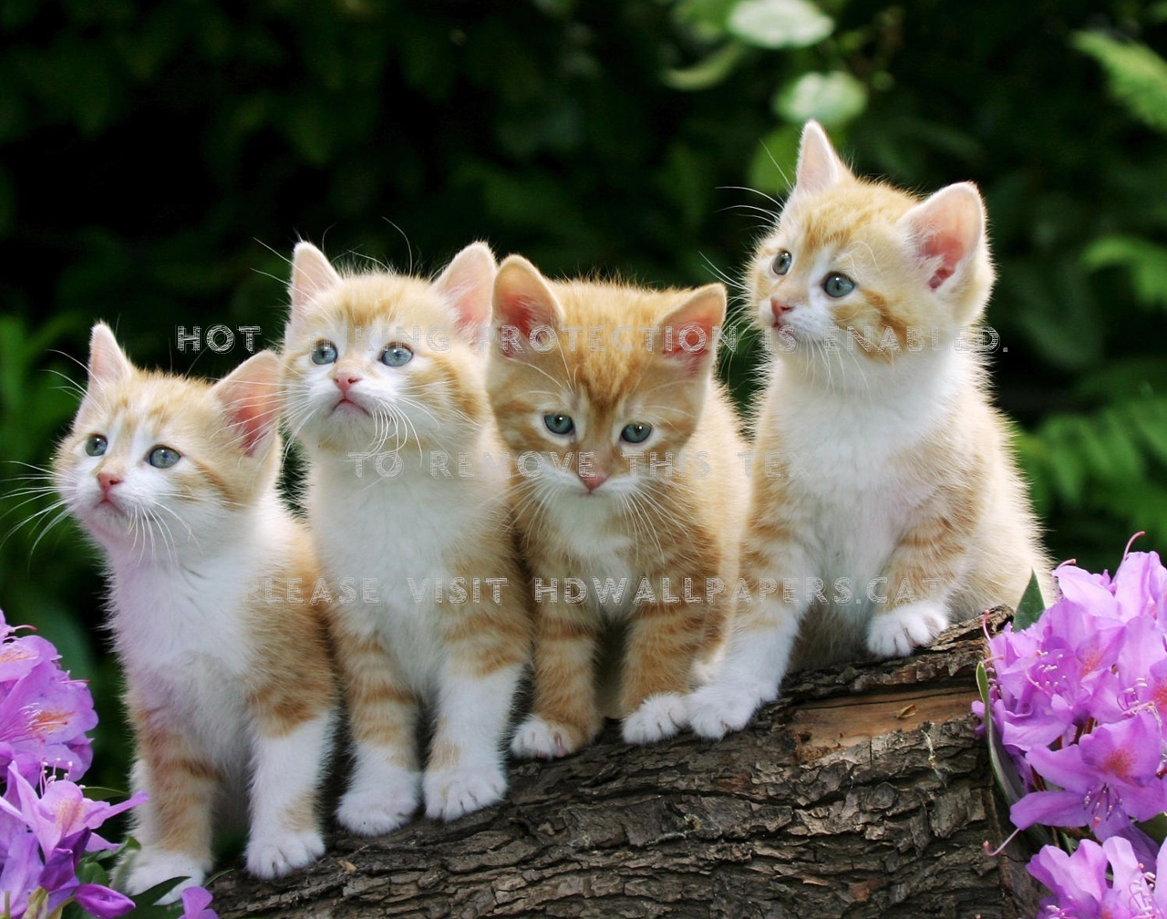 Gatinhos Fauna Natureza Gatos Animal Cats - Mobile Full Screen Flower - HD Wallpaper 