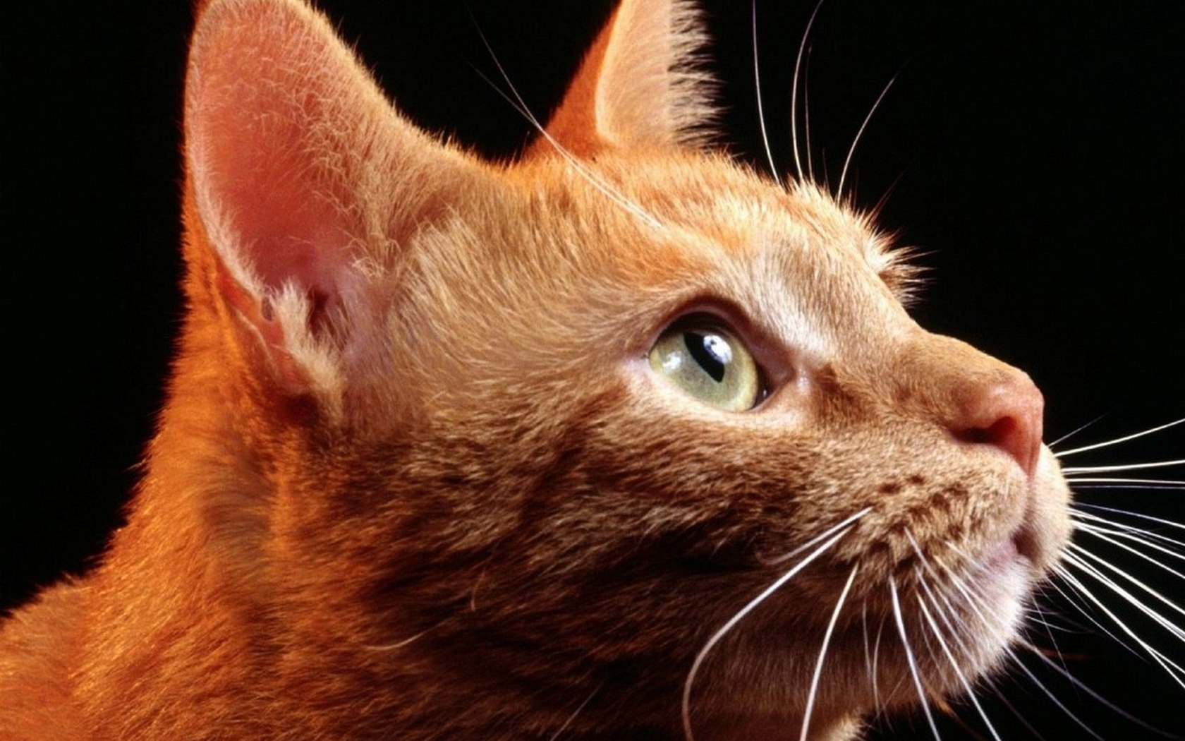 Orange Cat Face Close Up - HD Wallpaper 