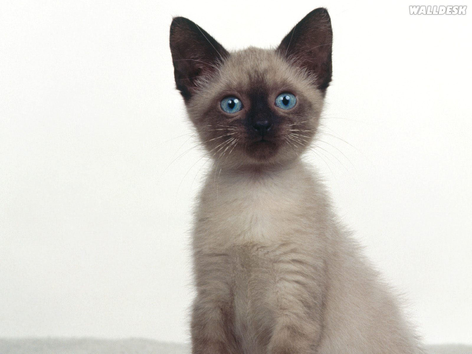 Addison, Siamese Mix Wallpaper - Mac Os X Kitten - HD Wallpaper 