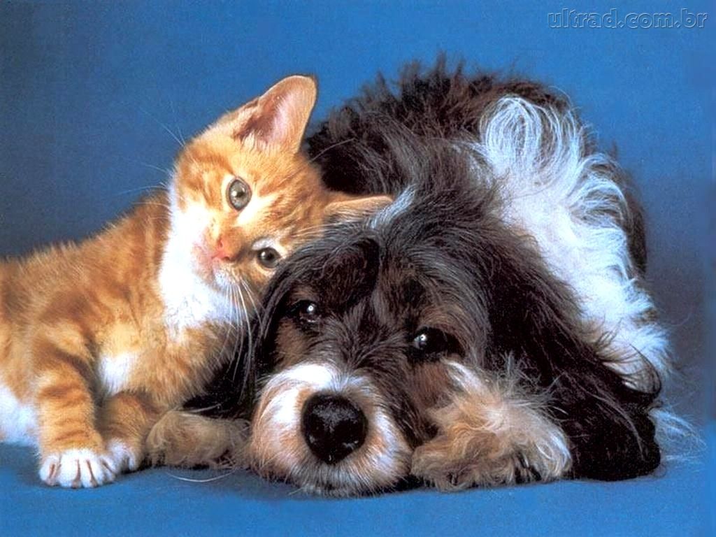 Http - //2 - Bp - Blogspot - Com/ Zns8y2nk3yo/tyc7zmk9 - Cat And Dog Feng Shui Placement - HD Wallpaper 