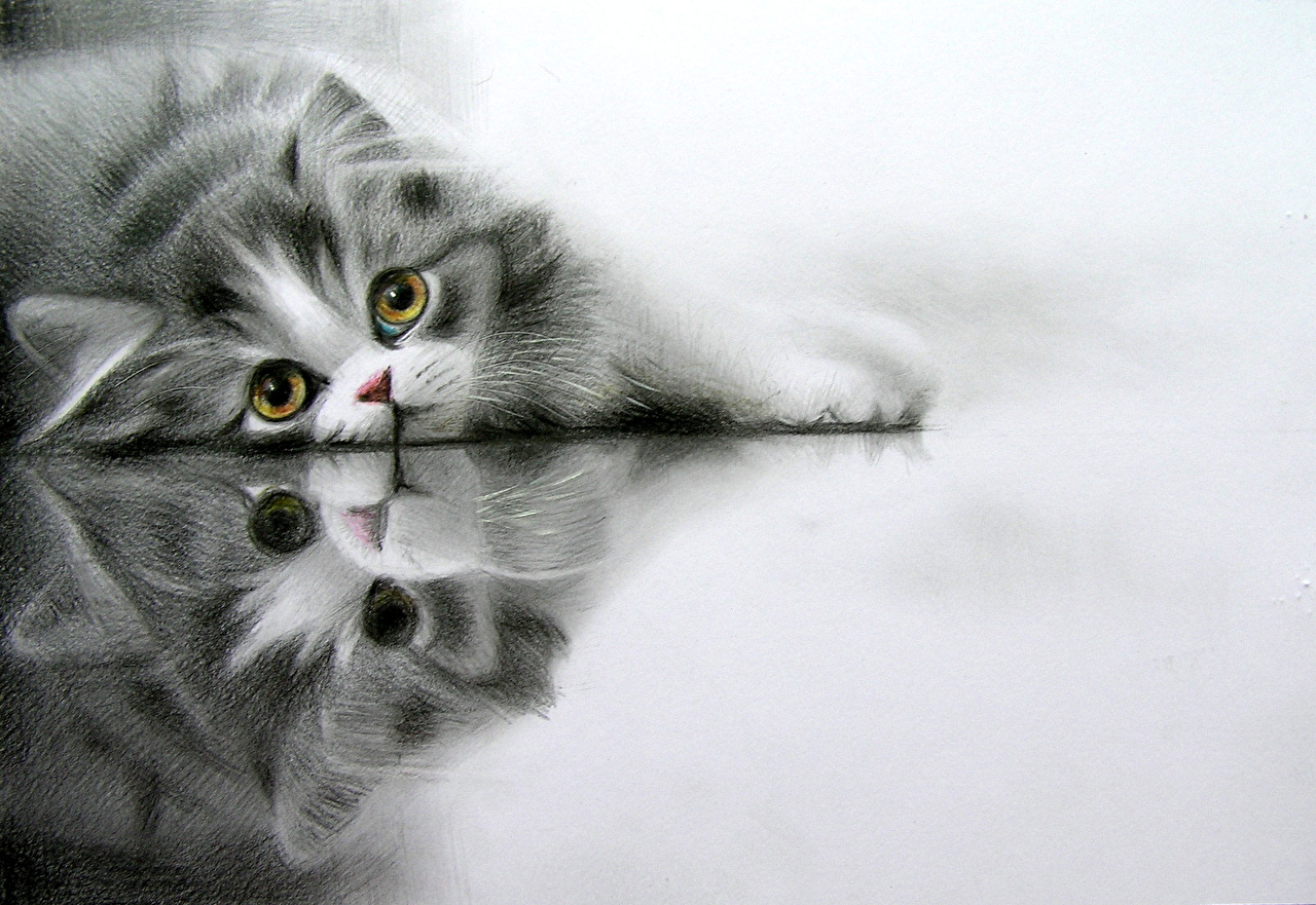 Grey Cat - HD Wallpaper 