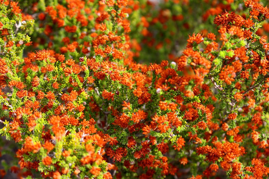 South Africa, Hermanus, Green, Scenery, Plants, Life, - Ice Plant Family - HD Wallpaper 