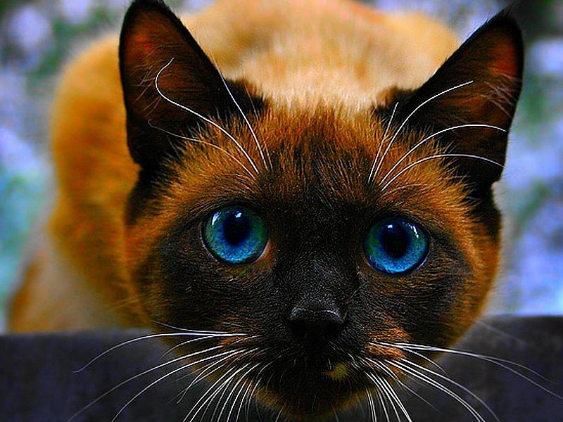 Siamese Cat Wallpaper - Siamese Cat Wallpaper Hd - HD Wallpaper 