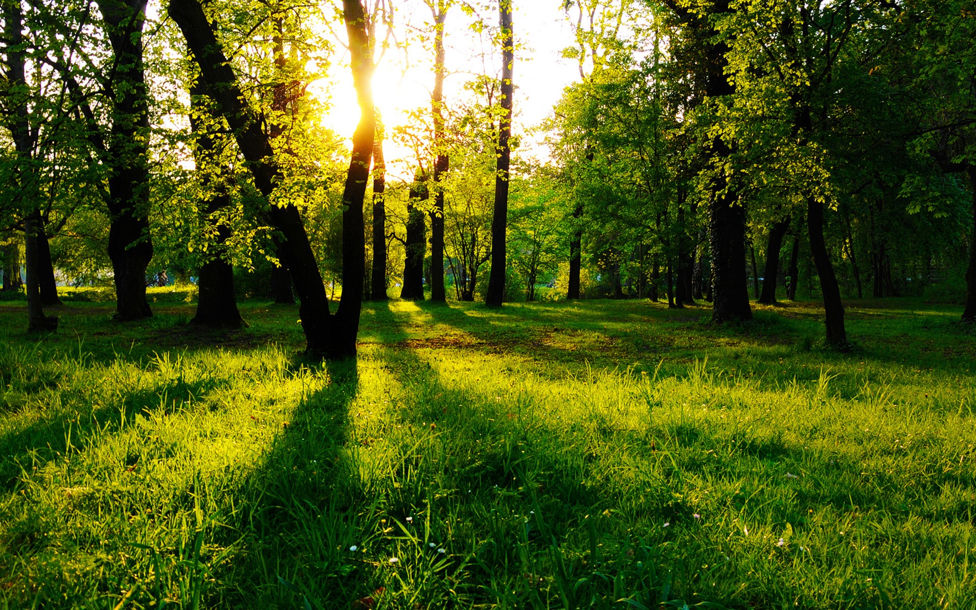 Nature Wallpaper Tree - 1920x1200 Wallpaper Nature Wallpaper Tree - 1920x1200 Wallpaper