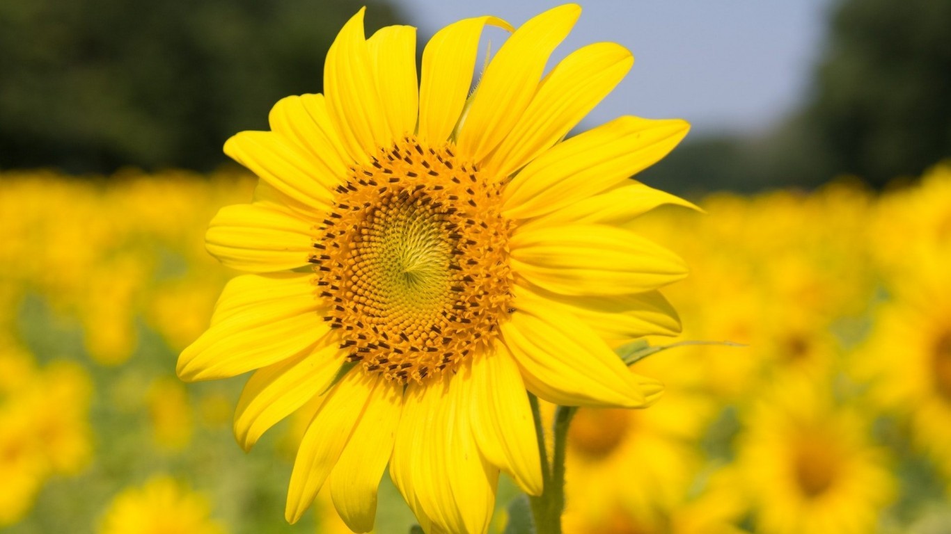 Sunflower, Petals, Close-up, Field - Sun Flower - HD Wallpaper 