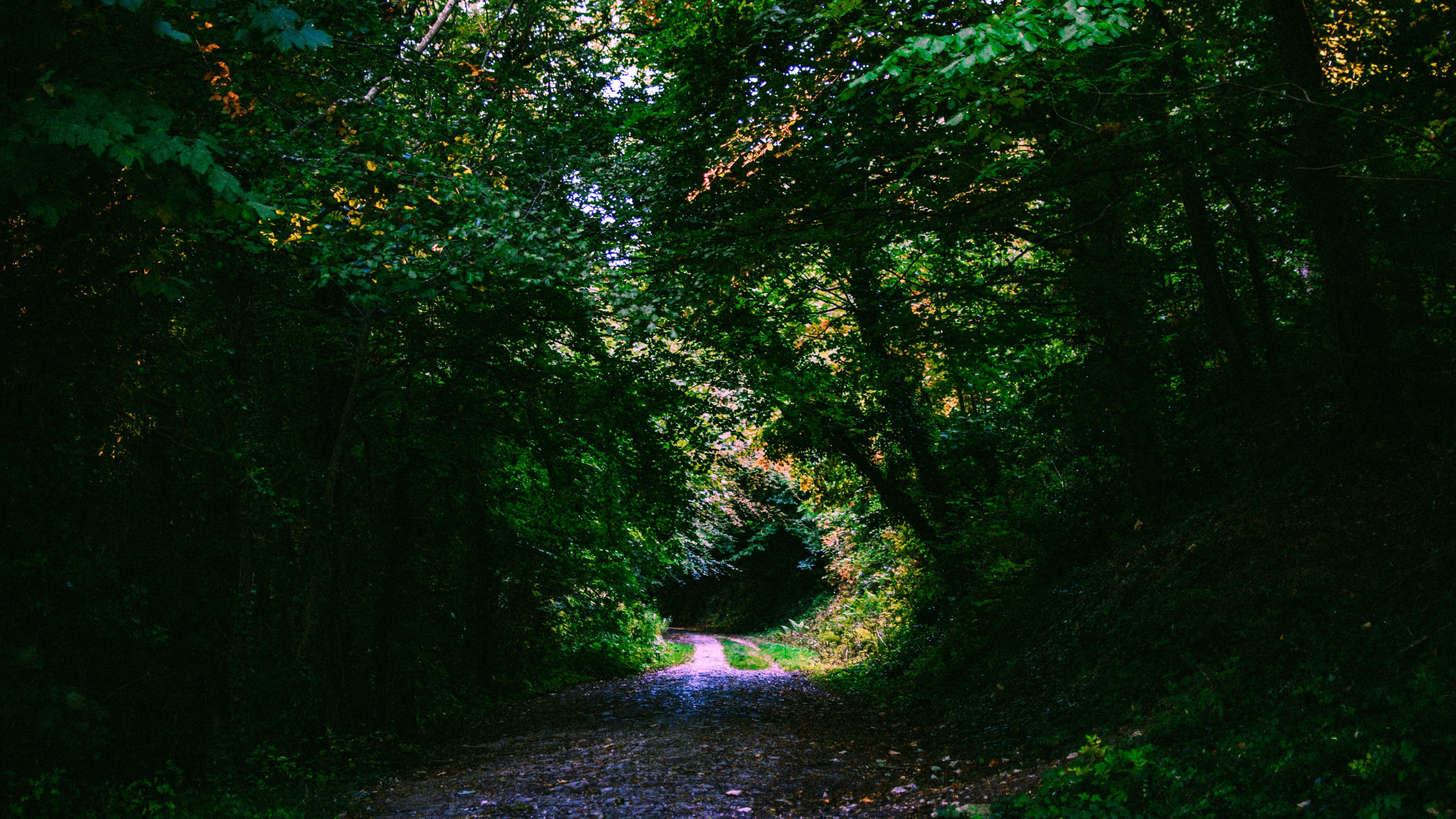 Forest, Path, Foliage, Green, Trees, Scenic - Autumn Path Hd - HD Wallpaper 