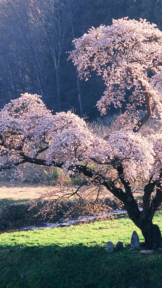 Iphone Wallpaper Japanese Landscape, The Cherry Blossom - Wallpaper - HD Wallpaper 