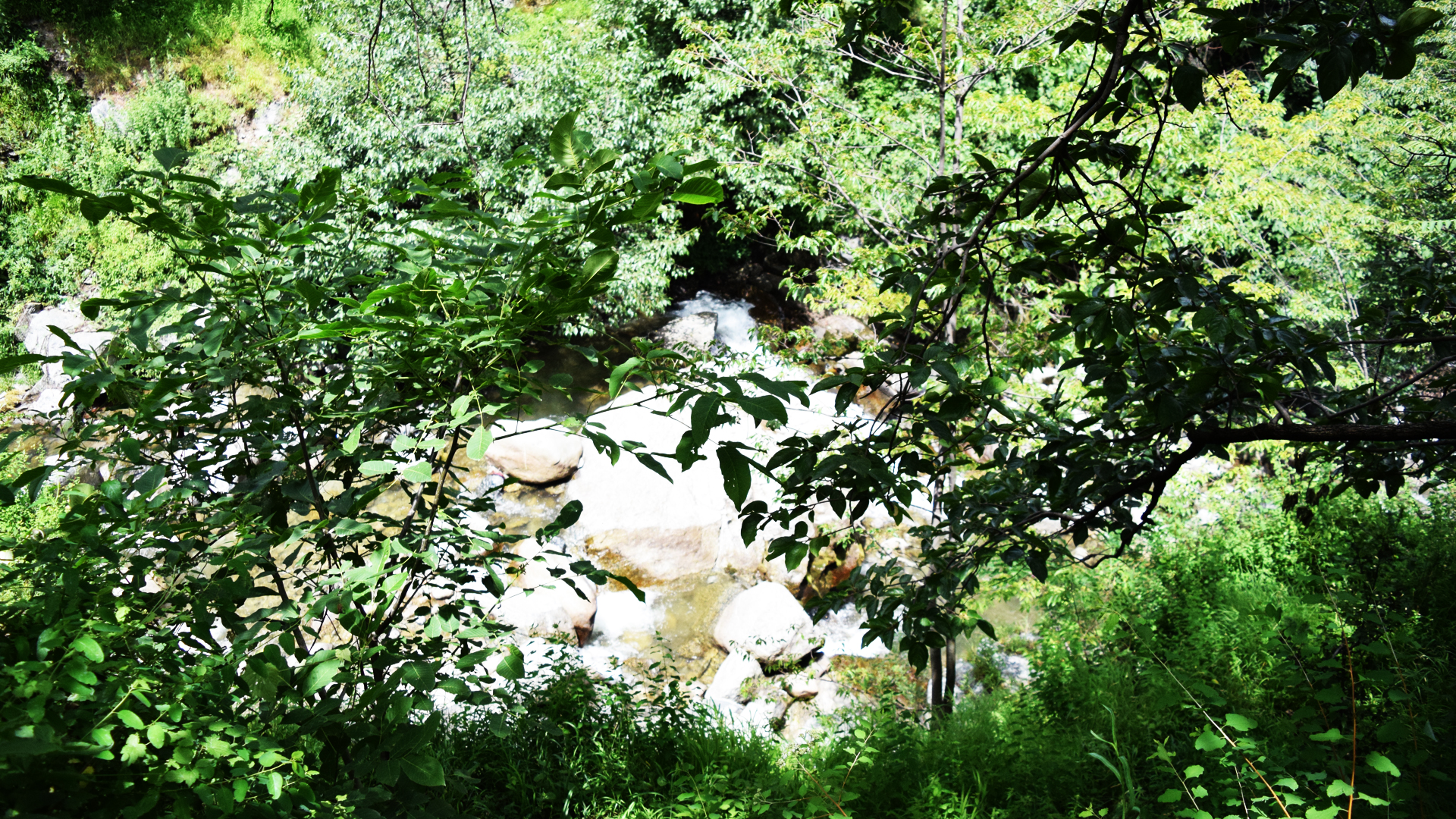 Old-growth Forest - HD Wallpaper 