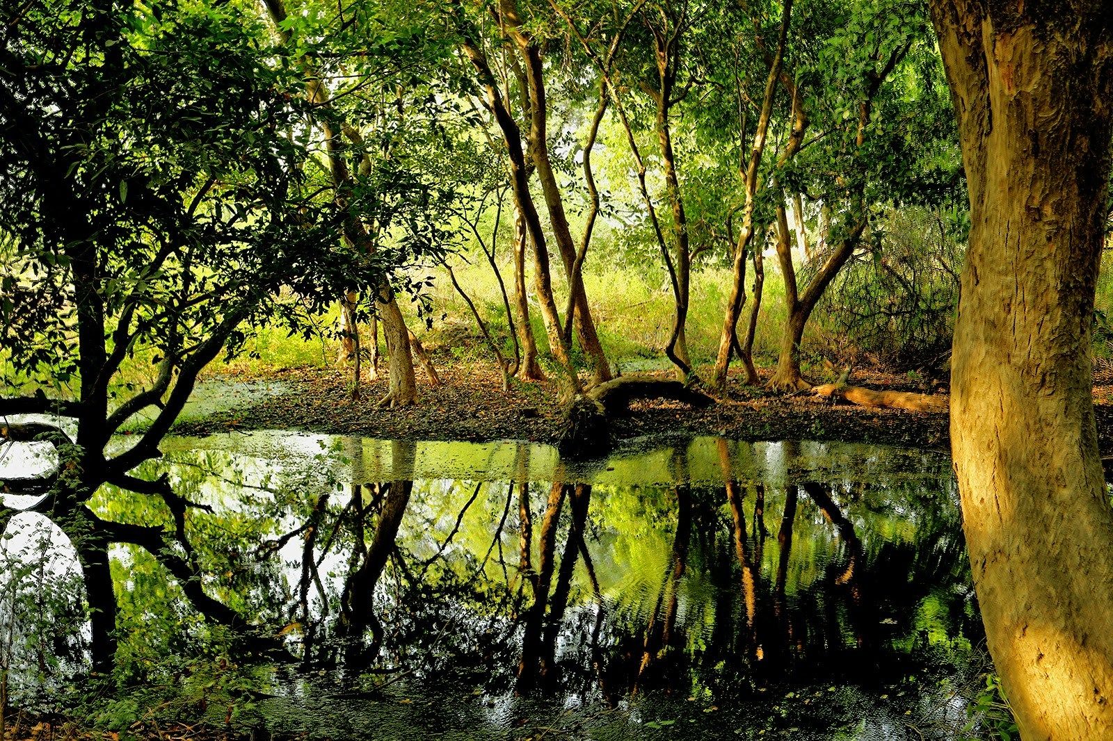 Nature Hd Wallpapers For Laptop Animal - HD Wallpaper 