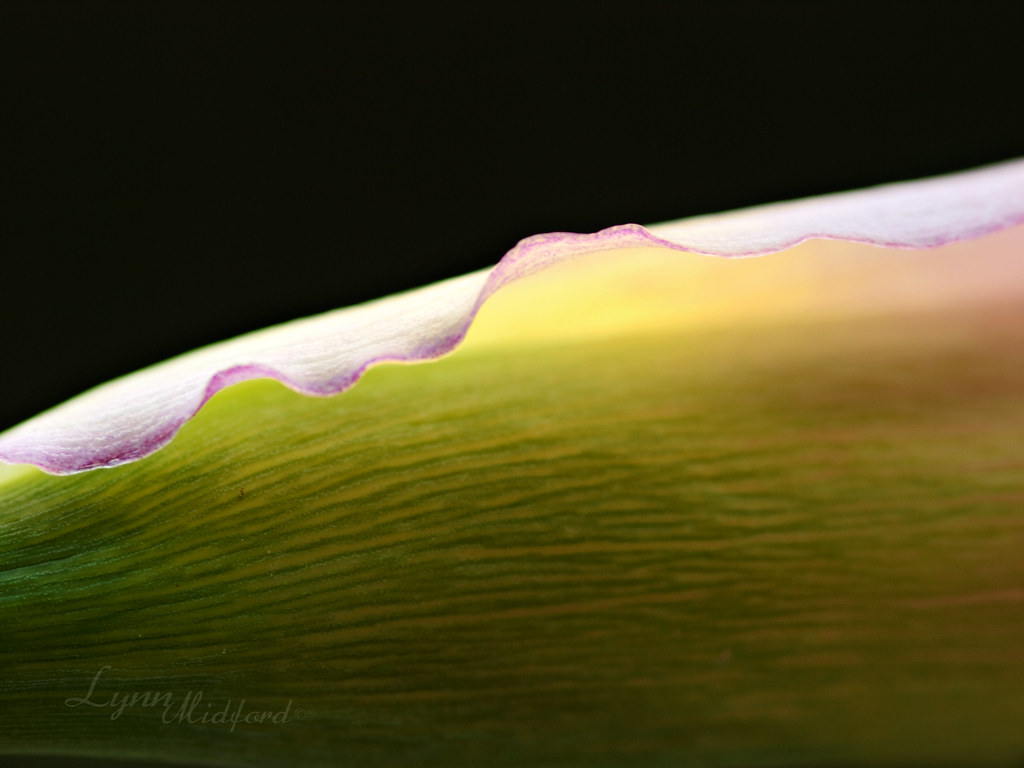 Macro Photography - HD Wallpaper 