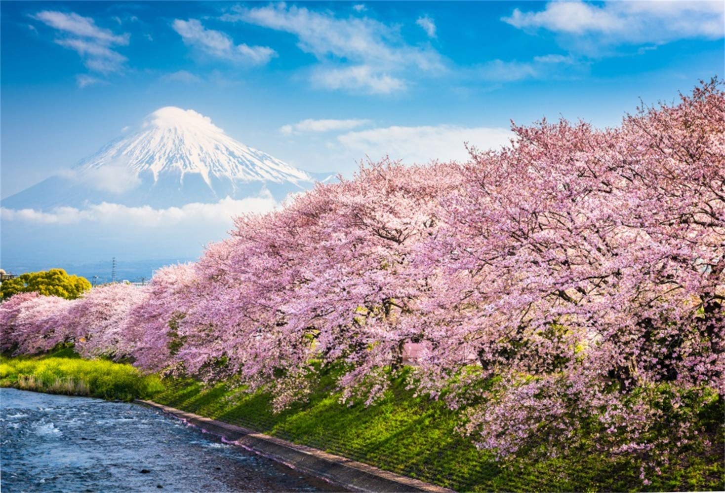 Seattle Cherry Blossom 2019 - HD Wallpaper 