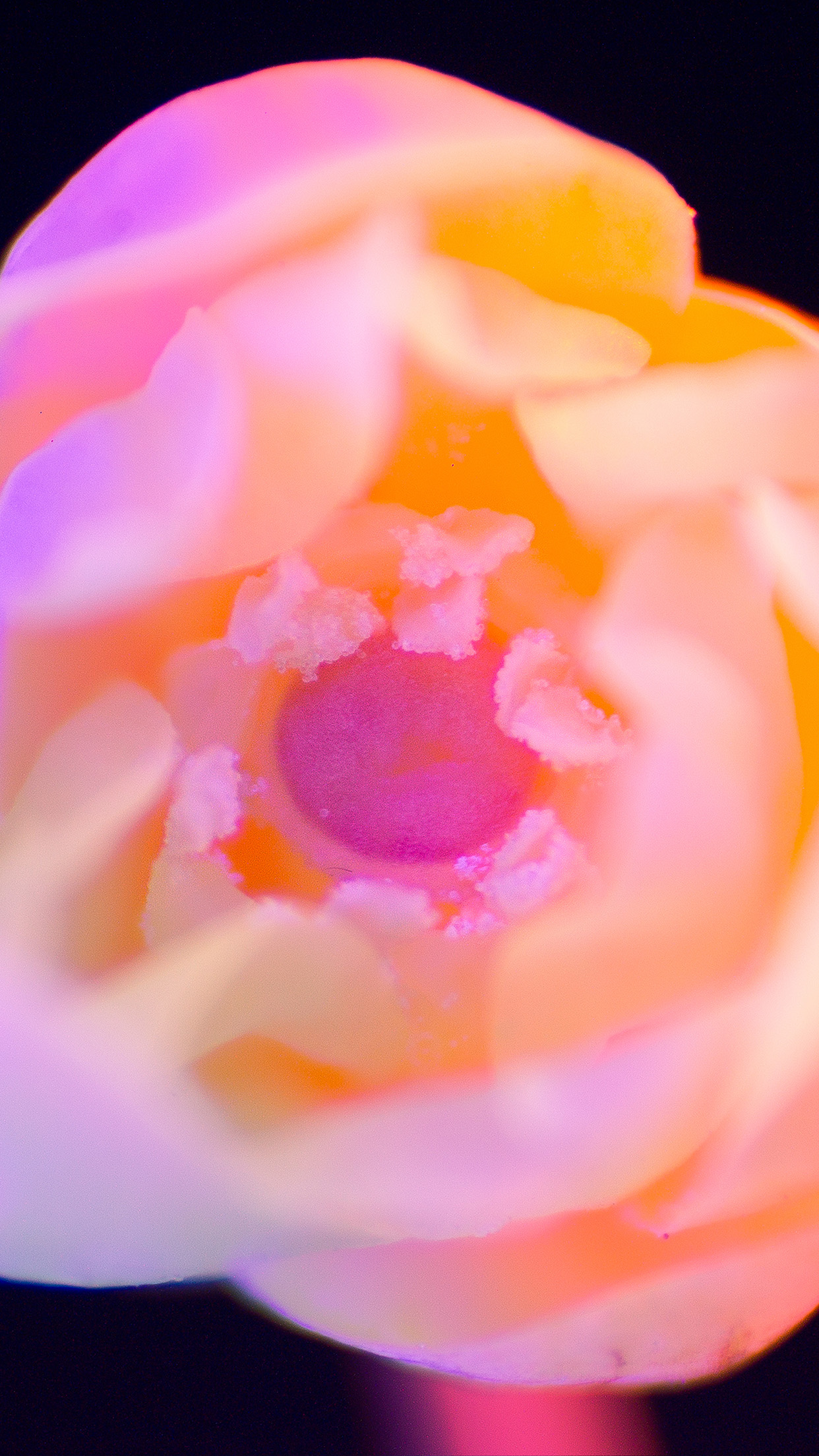 Garden Roses - HD Wallpaper 