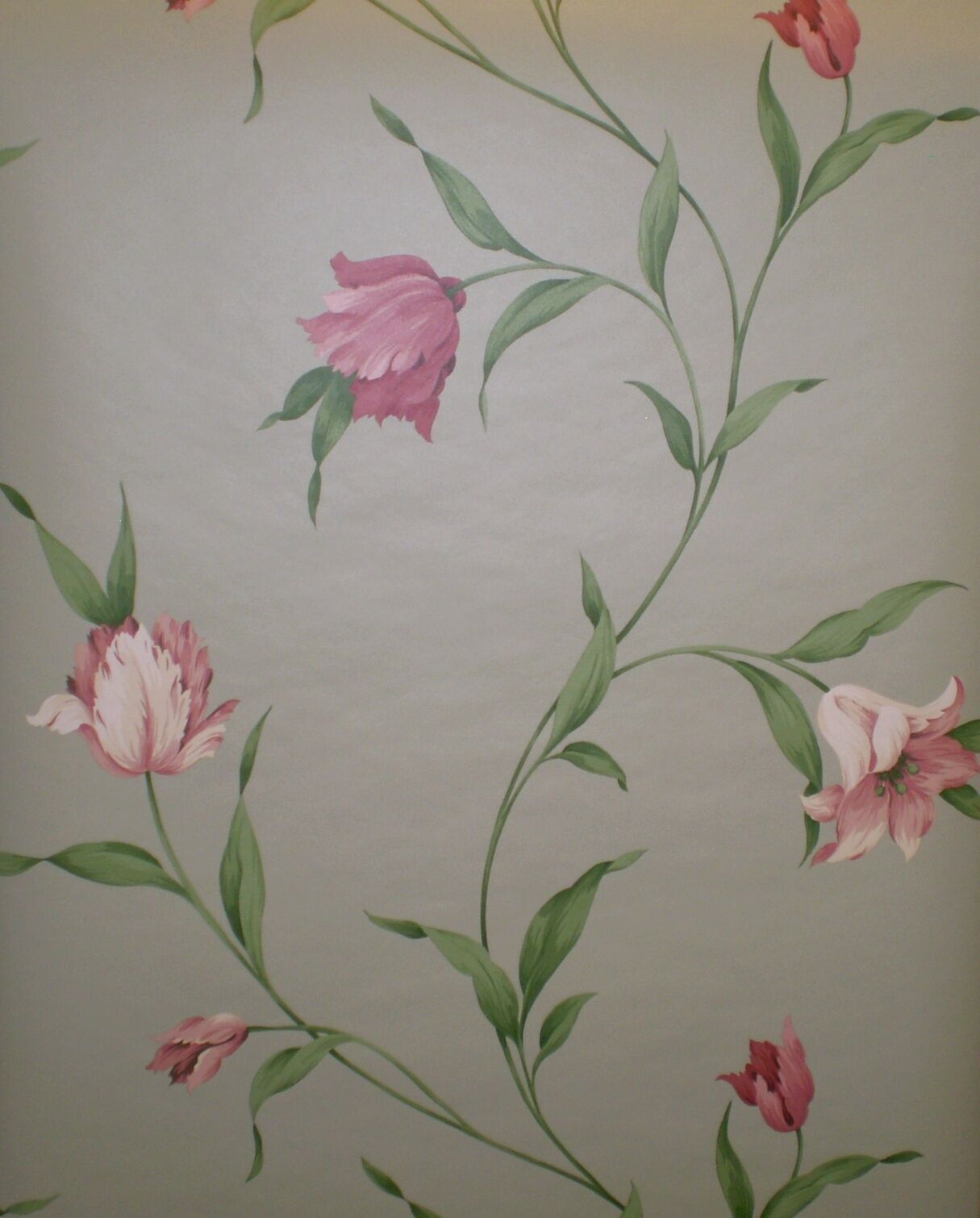 Peruvian Lily - HD Wallpaper 